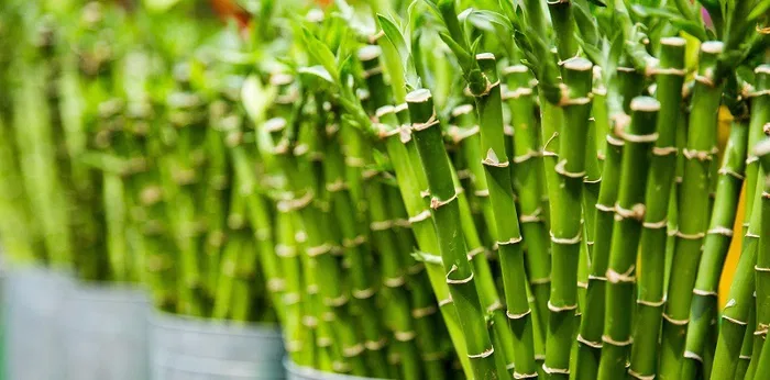 Mesin Serut Bambu Otomatis