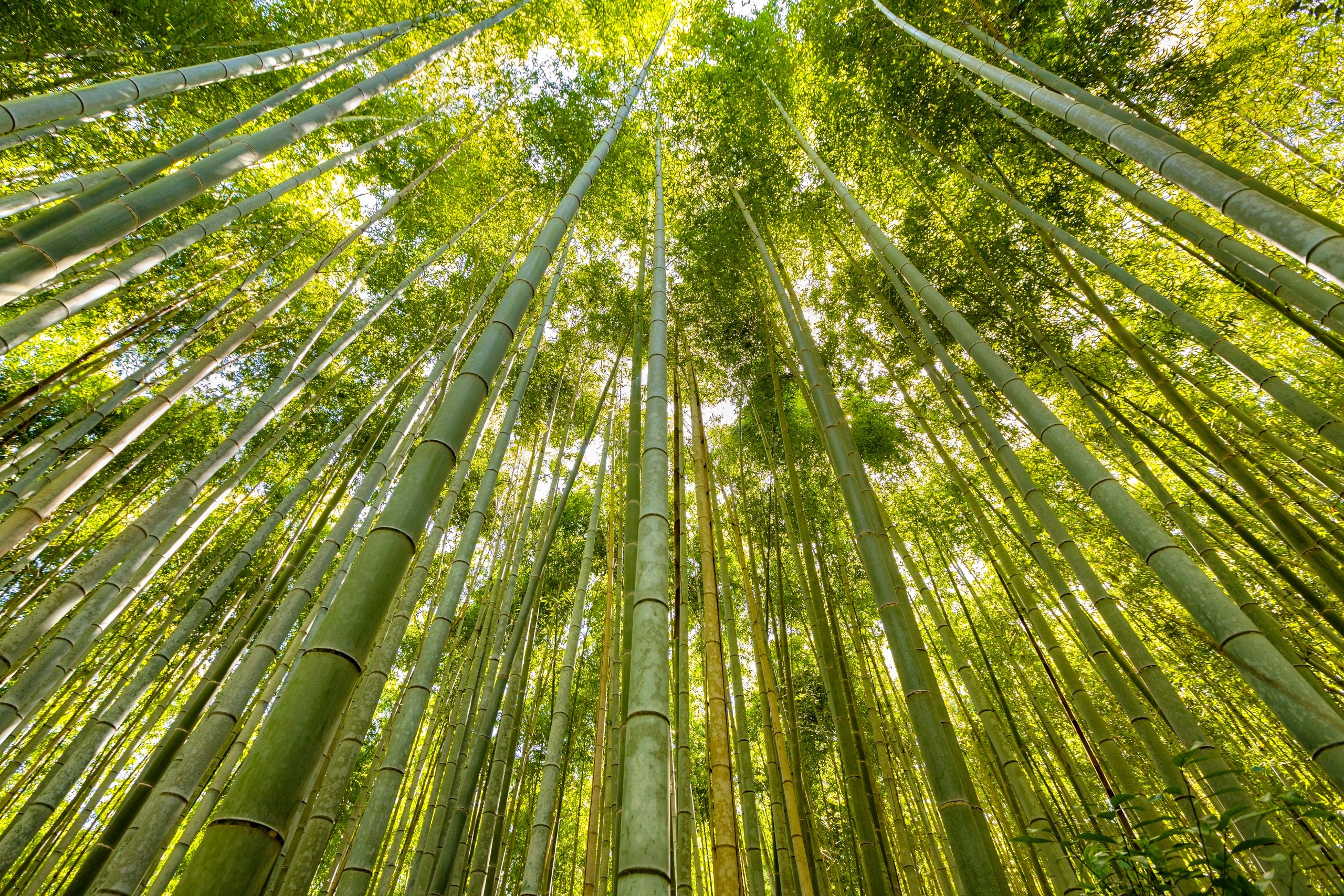 Mesin Serut Bambu Otomatis