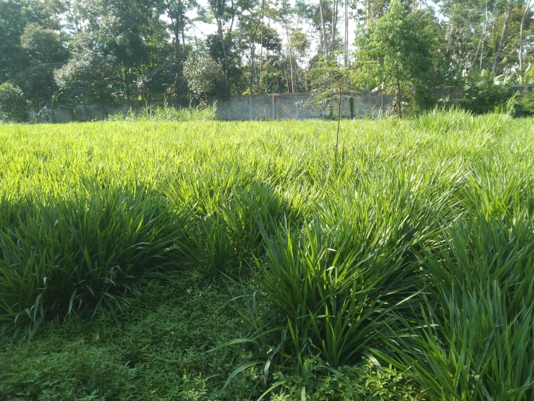 pengelolaan produksi rumput olahan