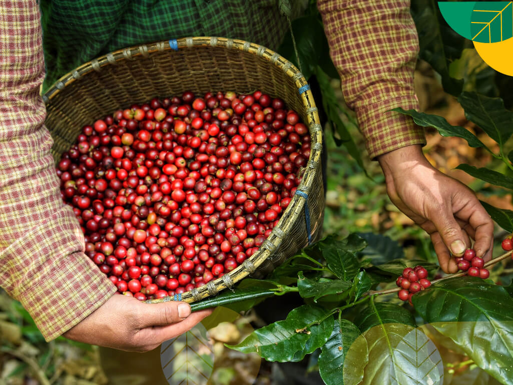 alat pengupas kopi untuk petani
