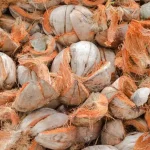 Program Pemerintah Pengolahan Kelapa Terpadu