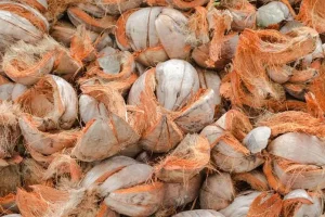 Program Pemerintah Pengolahan Kelapa Terpadu