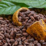 cara memisahkan biji kakao cacat, sortasi biji kakao, biji kakao cacat, kualitas biji kakao, mesin sortasi kakao, pengolahan kakao, fermentasi kakao, pengeringan kakao, pascapanen kakao, usaha kakao