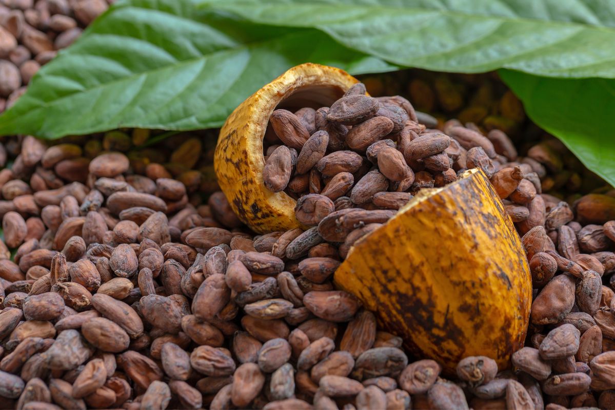 cara memisahkan biji kakao cacat, sortasi biji kakao, biji kakao cacat, kualitas biji kakao, mesin sortasi kakao, pengolahan kakao, fermentasi kakao, pengeringan kakao, pascapanen kakao, usaha kakao