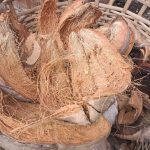 cara memisahkan sabut dan batok kelapa