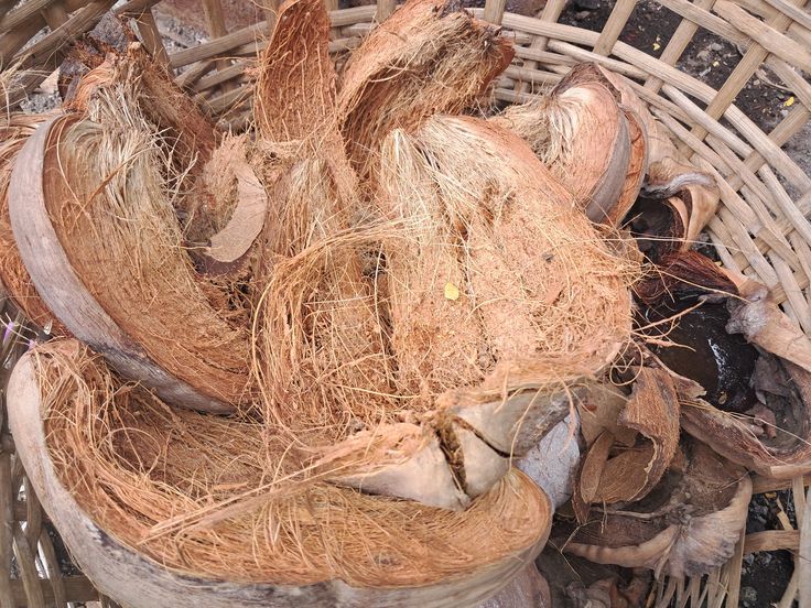 cara memisahkan sabut dan batok kelapa