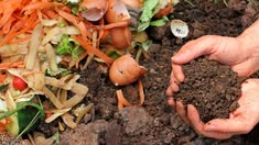 Sisa sayuran dan kulit buah yang muncul setiap hari di dapur tidak harus berakhir di tempat sampah. Sebagian bahan tersebut dapat diolah menjadi kompos yang membantu memperbaiki struktur tanah dan menambah bahan organik. Namun, pemilihan bahan perlu dilakukan dengan benar agar tumpukan kompos tidak mengundang hama atau mengeluarkan bau menyengat. Sampah dapur yang cocok untuk pengomposan umumnya berasal dari bahan nabati dan tidak tercampur cairan pembersih atau bahan kimia. Selain memilah, pengelola perlu menyeimbangkan bahan basah dengan bahan kering supaya mikroorganisme dapat bekerja dengan baik selama proses penguraian. Jenis Sampah Dapur yang Bisa Diolah Menjadi Kompos 1. Kulit Buah dan Sisa Sayuran Kulit pisang, potongan pepaya, sisa wortel, daun luar kol, dan ujung sayuran dapat menjadi bahan kompos. Potongan kecil lebih mudah terurai dibandingkan bahan utuh karena mikroorganisme dapat menjangkau permukaannya dengan lebih luas. Buang stiker, karet, tali, serta bagian kemasan sebelum mengumpulkannya. Kulit buah yang sangat asam, seperti jeruk, boleh ditambahkan secukupnya dan dicampur dengan bahan lain agar satu jenis bahan tidak mendominasi tumpukan. 2. Ampas Kopi dan Daun Teh Ampas kopi dan daun teh bekas seduhan dapat masuk ke campuran kompos setelah terpisah dari plastik atau bahan pembungkus. Sisa ini membawa bahan organik yang dapat mendukung proses penguraian, terutama jika jumlahnya seimbang dengan daun kering atau bahan kaya karbon lainnya. Periksa kantong teh sebelum dibuang karena sebagian pembungkus mengandung serat sintetis. Jika bahan kantong tidak dapat dipastikan mudah terurai, buka kantongnya dan gunakan isi teh saja. 3. Cangkang Telur Cangkang telur dapat ditambahkan setelah sisa putih dan kuning telurnya dibersihkan. Remukkan cangkang menjadi potongan kecil agar lebih mudah tercampur, meskipun bahan ini terurai lebih lambat daripada kulit buah dan sayuran. Jangan mengandalkan cangkang telur sebagai satu-satunya sumber unsur hara. Kompos yang baik tetap membutuhkan campuran beragam bahan dan proses penguraian yang memadai sebelum digunakan pada tanaman. 4. Sisa Nasi dan Roti dalam Jumlah Terbatas Nasi tawar, roti polos, atau sisa biji-bijian dapat dikomposkan dalam jumlah kecil apabila tidak bercampur minyak, saus, daging, atau produk susu. Campurkan bahan tersebut ke bagian tengah tumpukan dan tutup dengan bahan kering untuk mengurangi bau serta gangguan hewan. Jangan menambahkan sisa makanan matang dalam jumlah besar sekaligus. Bahan yang menggumpal dan terlalu basah dapat menghambat sirkulasi udara, sehingga pengelola perlu memantau kelembapan dan mengaduk tumpukan secara berkala. 5. Tambahkan Bahan Kering sebagai Penyeimbang Kompos tidak hanya membutuhkan sampah dapur yang basah. Daun kering, potongan kardus polos tanpa lapisan plastik, atau kertas tidak mengilap dapat membantu menyerap kelembapan dan menyediakan karbon bagi proses pengomposan. Sobek bahan kering menjadi potongan kecil sebelum mencampurnya. Jika tumpukan terasa becek atau berbau, tambahkan bahan kering dan aduk agar udara dapat masuk; jika terlalu kering, percikkan air sedikit demi sedikit. 6. Kenali Bahan yang Sebaiknya Tidak Dimasukkan Untuk komposter rumah tangga sederhana, hindari daging, ikan, tulang, keju, susu, makanan berminyak, serta sisa berkuah. Bahan tersebut lebih mudah menimbulkan bau dan menarik lalat atau hewan, terutama jika sistem pengomposan tidak dirancang untuk mengolahnya. Jangan masukkan plastik, puntung rokok, kotoran hewan peliharaan, atau bahan yang terkena pestisida dan cairan pembersih. Jika ragu terhadap asal suatu bahan, pisahkan terlebih dahulu daripada mencemari seluruh tumpukan kompos. 7. Siapkan Bahan Sebelum Pengomposan Potong sampah dapur menjadi bagian kecil, lalu campurkan dengan bahan kering secara bertahap. Pelajari pilihan mesin pencacah sampah sesuai kebutuhan kerja. Periksa kapasitas dan jenis material yang dapat diproses sebelum memilih alat. Informasi peralatan lainnya dapat ditelusuri melalui situs Rumah Mesin, kemudian sesuaikan keputusan dengan jumlah sampah yang tersedia dan skala pengomposan. Kesimpulan Kulit buah, sisa sayuran, ampas kopi, daun teh, dan cangkang telur termasuk sampah dapur yang dapat dimanfaatkan untuk kompos. Campurkan bahan basah dengan bahan kering, hindari material berisiko menimbulkan bau atau kontaminasi, dan jaga kelembapan serta sirkulasi udara agar penguraian berlangsung lebih baik.